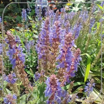 salvia-nemorosa-blauhugel-624 Salvia nemorosa 'Blauhugel'