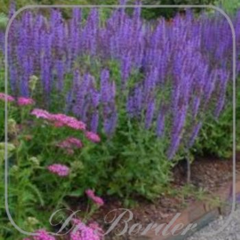 salvia-nemorosa-blauhugel-maat-xl-(pot-1l)-818 Salvia nemorosa 'Blauhugel'