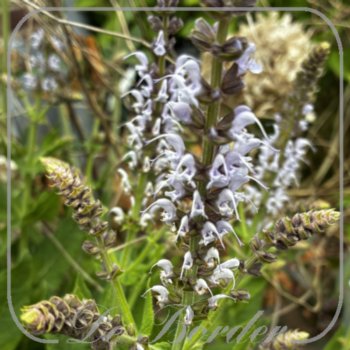 Salvia nemorosa 'Bumblesky'