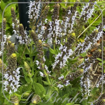 Salvia nemorosa 'Bumblesky'