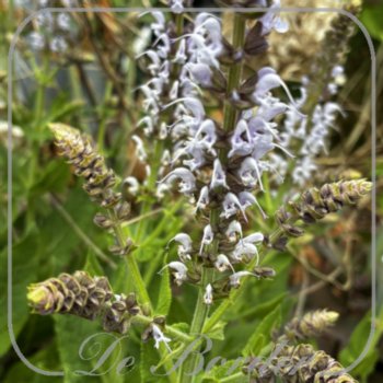 Salvia nemorosa 'Bumblesky'