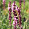 Salvia nemorosa 'Caradonna Compact Pink'