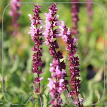 Salvia nemorosa 'Caradonna Compact Pink'