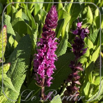 Salvia nemorosa 'Caradonna Compact Pink'