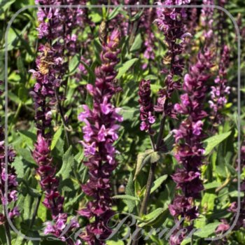 Salvia nemorosa 'Caradonna Pink Inspiration'