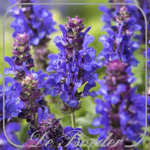Salvia nemorosa 'Marvel Blue'