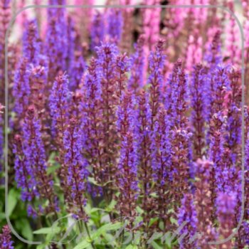 Salvia nemorosa 'Noche'