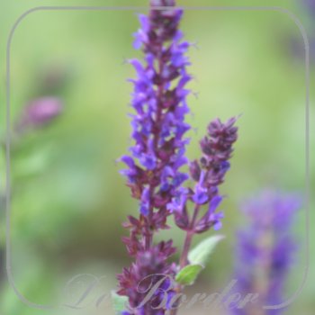 Salvia nemorosa 'Noche'