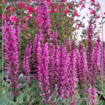 Salvia nemorosa 'Pink Rianne'
