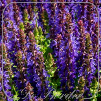 Salvia nemorosa 'Rianne'