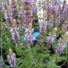Salvia nemorosa 'Salute Ice Blue'