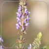 Salvia nemorosa 'Salute Ice Blue'