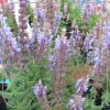Salvia nemorosa 'Salute Ice Blue'