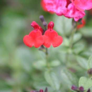 Salvia 'Royal Bumble'