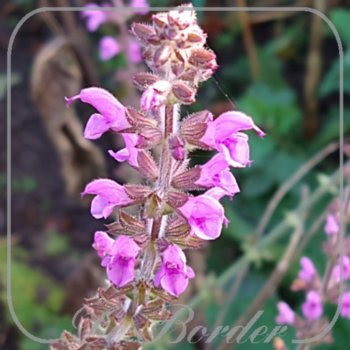 salvia-royal-crimson-distinction-228 Salvia 'Royal Crimson Distinction'