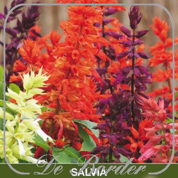 Salvia splendens Estella Mix