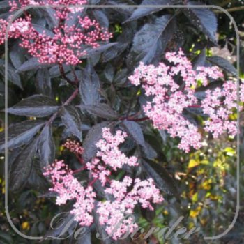 sambucus-nigra-black-beauty-855 Sambucus nigra 'Black Beauty'