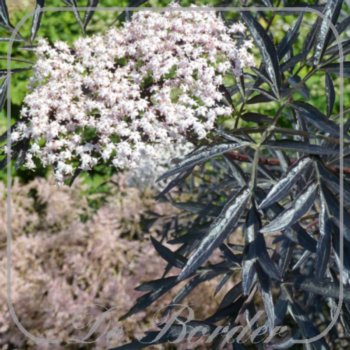 sambucus-nigra-black-lace-40-50-cm-c75-273 Sambucus nigra 'Black Lace'