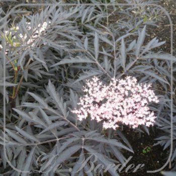 Sambucus nigra 'Black Lace'