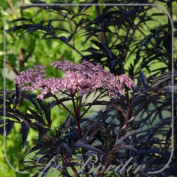 sambucus-nigra-black-lace-40-50-cm-c75-285 Sambucus nigra 'Black Lace'
