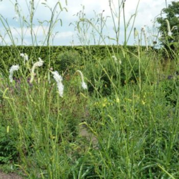 sanguisorba-all-time-high-443 Sanguisorba 'All Time High'