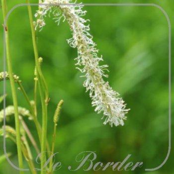 Sanguisorba 'Figaro'