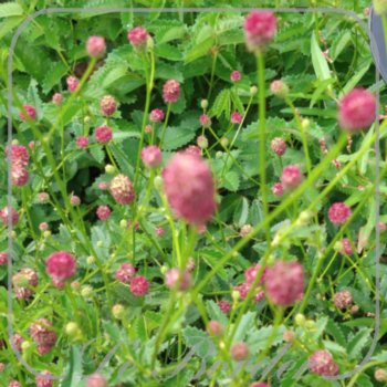 Sanguisorba officinalis 'Tanna'