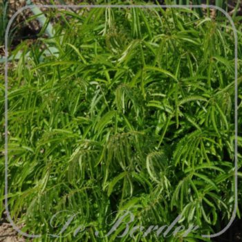sanguisorba-tenuifolia-korean-snow-377.jpg Sanguisorba tenuifolia 'Korean Snow'