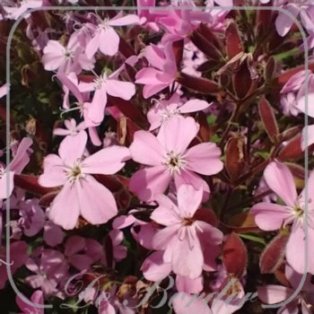 Saponaria sicula subsp. intermedia