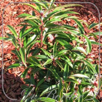 sarcococca-hookeriana-purple-stem-510.jpg Sarcococca hookeriana 'Purple Stem'