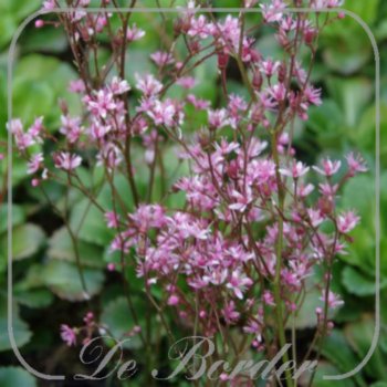 Saxifraga umbrosa 'Clarence Elliott'