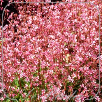 Saxifraga umbrosa 'Clarence Elliott'