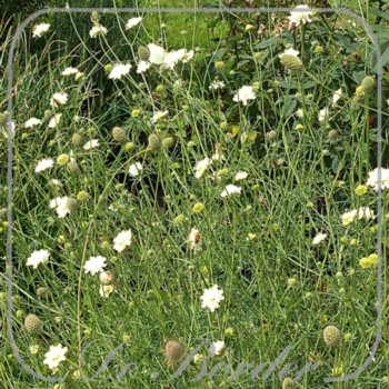 Scabiosa ochroleuca