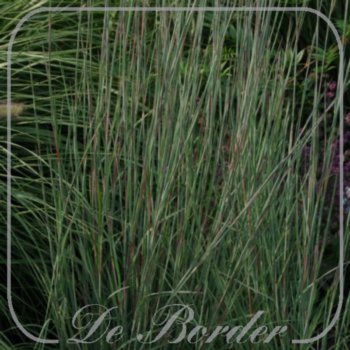 Schizachyrium scoparium 'Blue Heaven'