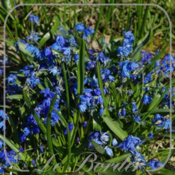 Scilla siberica 'Spring Beauty'