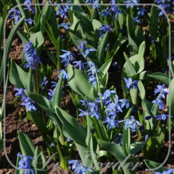 Scilla siberica 'Spring Beauty'
