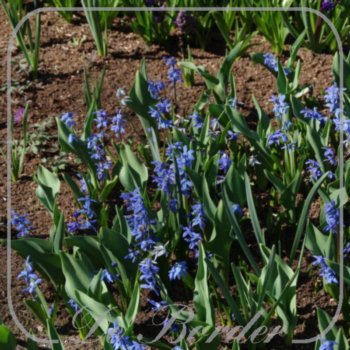 Scilla siberica 'Spring Beauty'