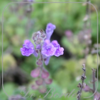 Scutellaria indica var. parvifolia