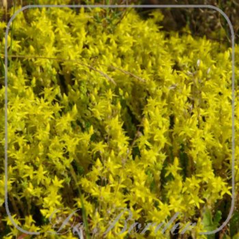 Sedum acre