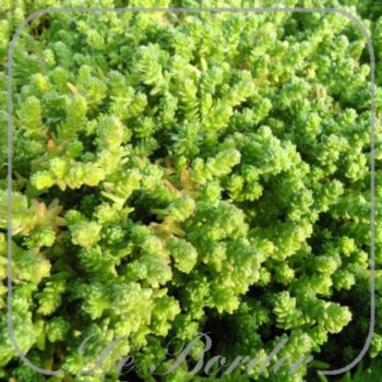 Sedum acre