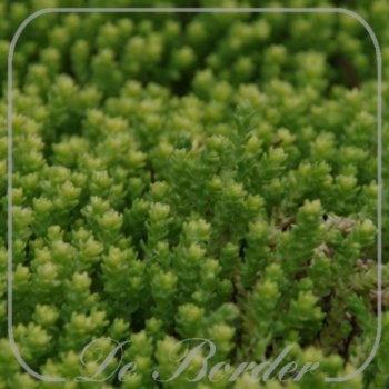 Sedum acre