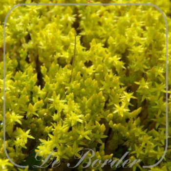 Sedum acre