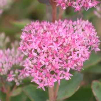 Sedum 'Carl'