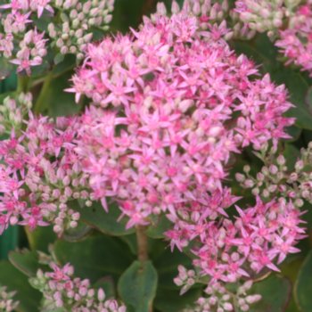 Sedum 'Carl'