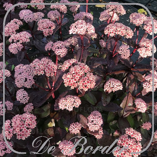 sedum-telephium-black-knight-303 Sedum telephium 'Black Knight'