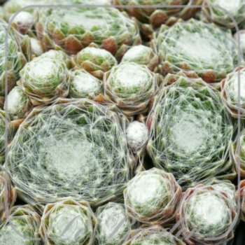 Sempervivum arachnoideum