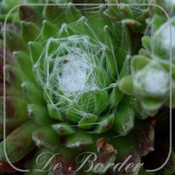 Sempervivum arachnoideum
