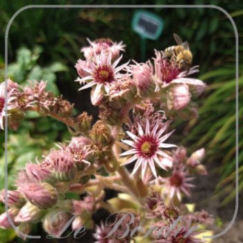 Sempervivum 'Bigsam Pink Pomelo'