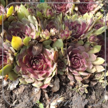 Sempervivum 'Bigsam Pink Pomelo'