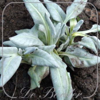 Senecio candicans 'Angel Baby'